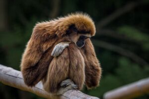 scimmie Foto di seth0s da Pixabay