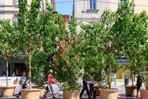 Alberi nelle piazze del centro ph da Comune di Bologna